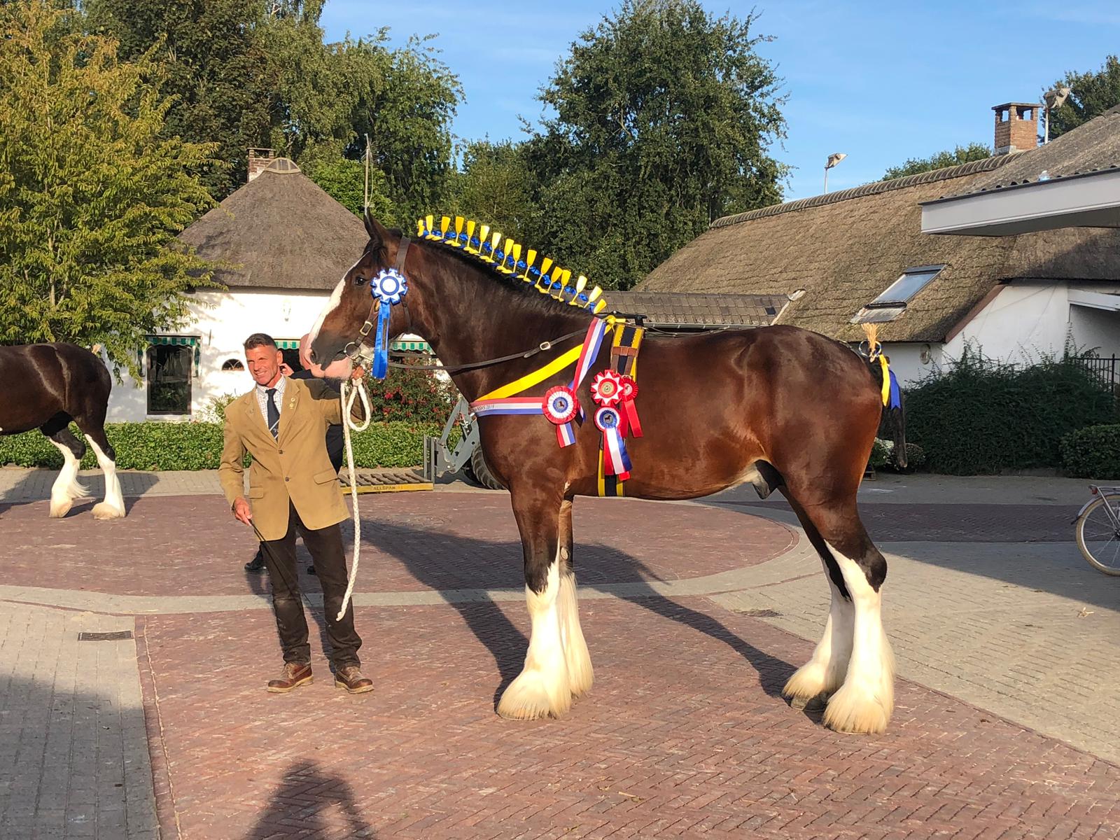 Shire Horse Hengst Lockley Valentine